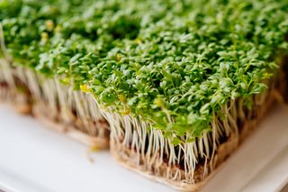 Sprout Food Hochzeitscatering Dresden-014.jpg